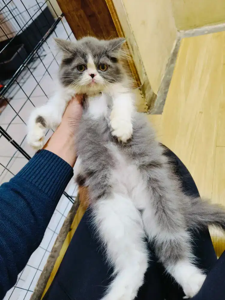 Kitten Persia abu putih