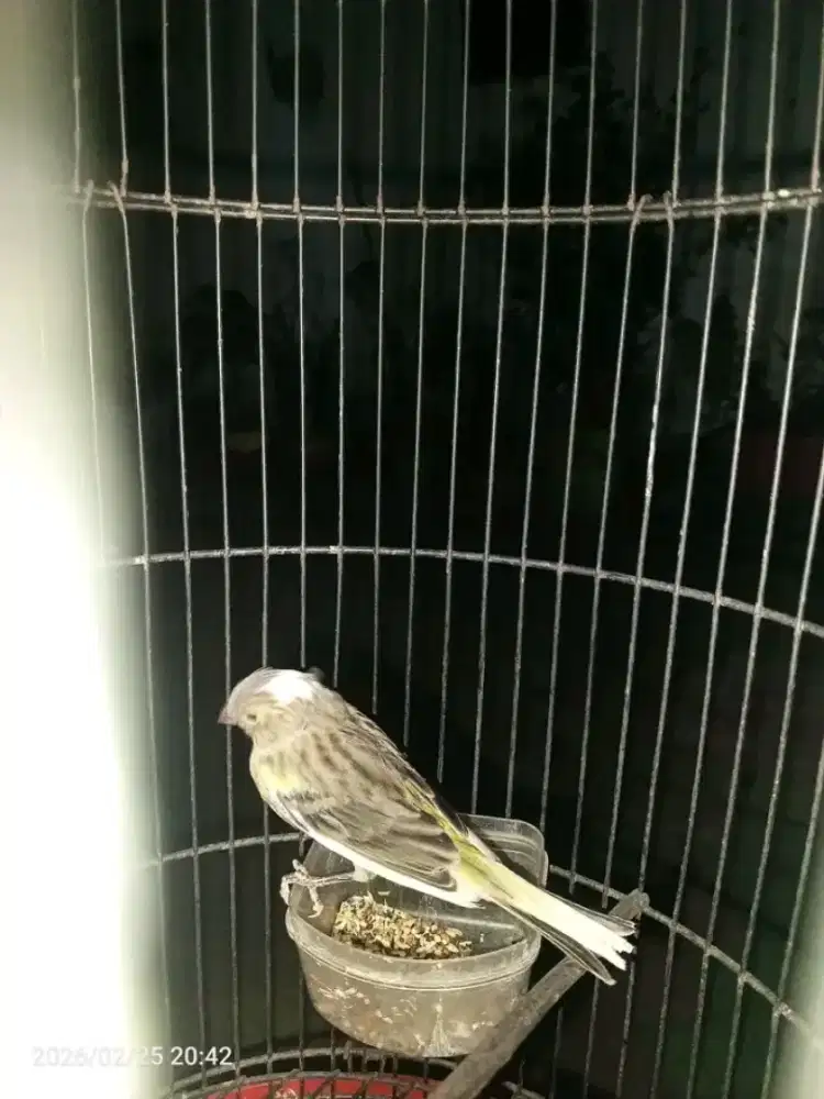 paud kenari warna gelap/bon