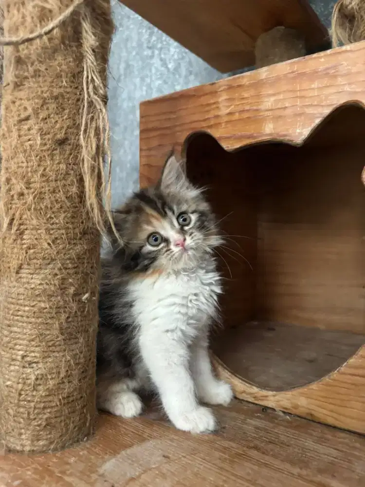 Kitten persia betina