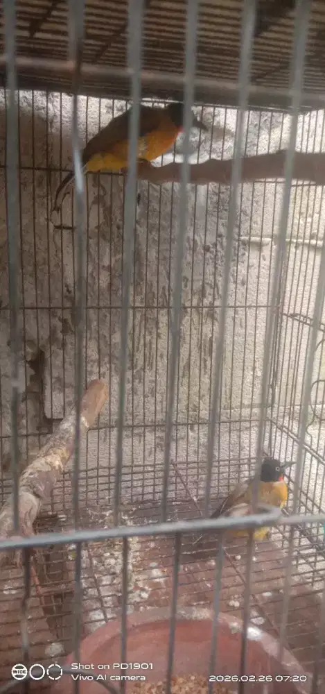 burung kutilang emas