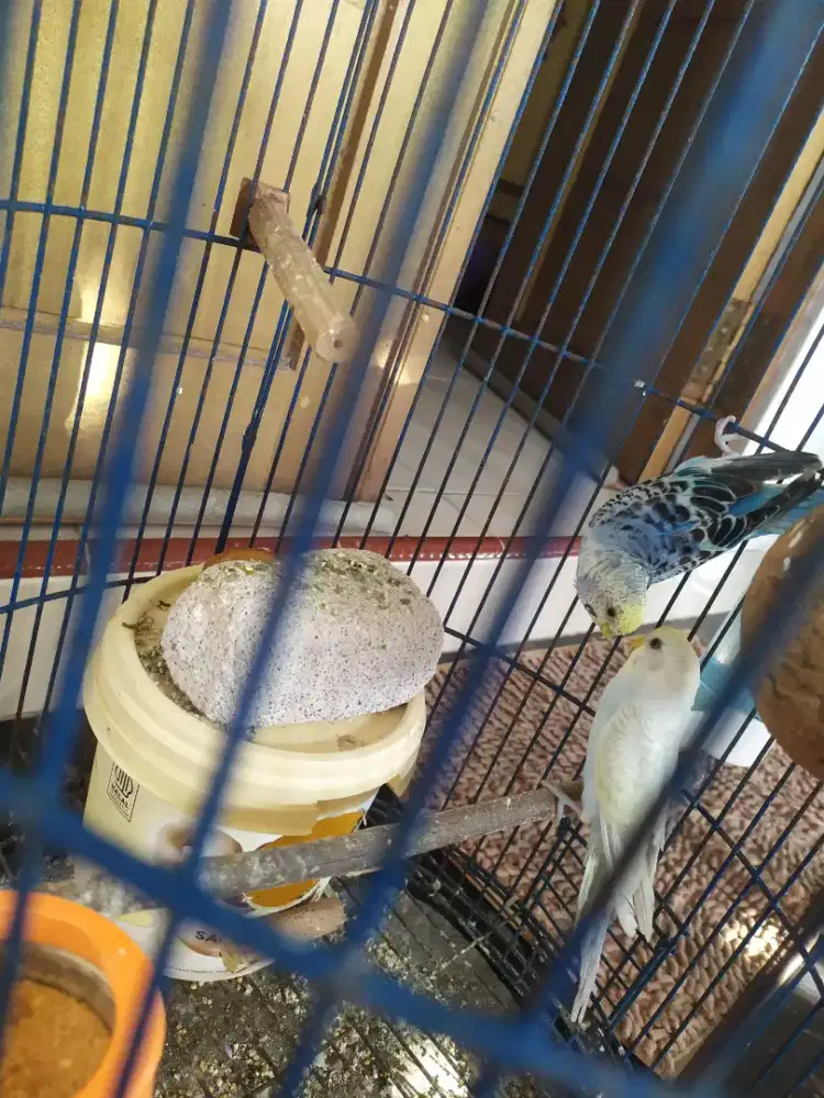 Sepasang parkit muda