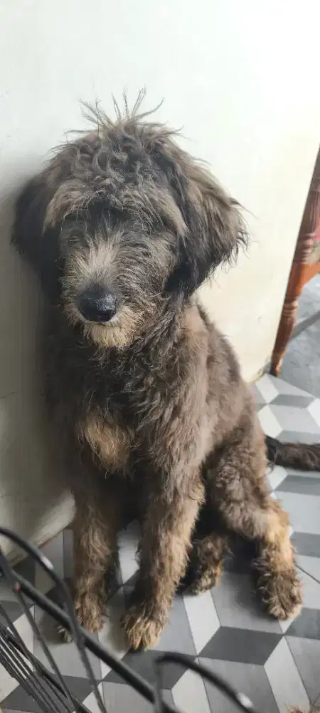 ANJING GIANT POODLE MIX ALASKAN MALAMUTE