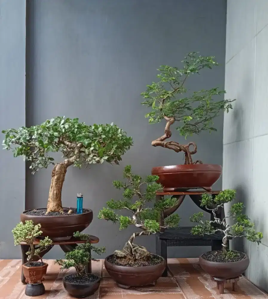 Mini bonsai murah cantik ada 6 pot