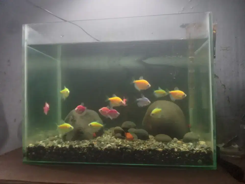 Aquarium plus ikan
