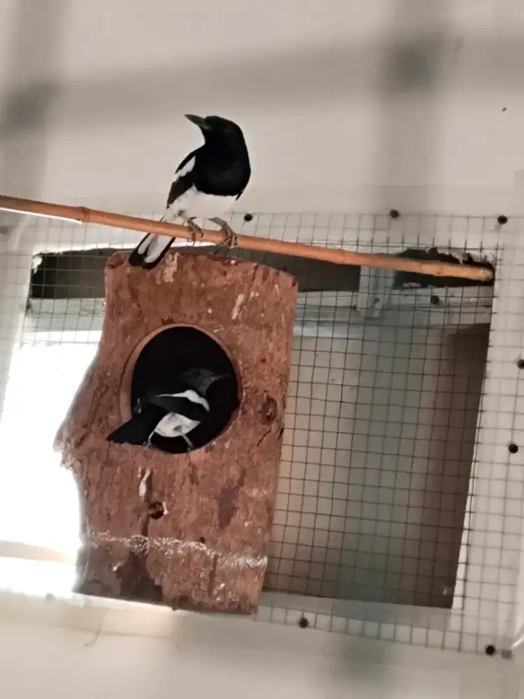 Edisi mau mudik sepasang hitam putih 2 produksi lancar cocok bUATt ATM