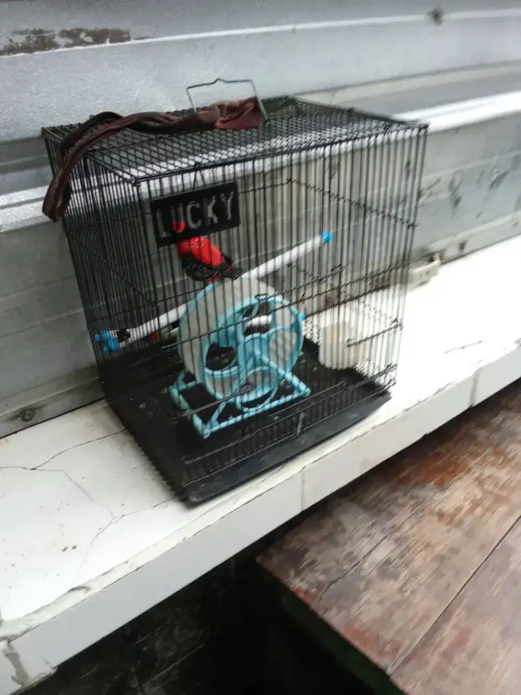 kandang  besi serba guna