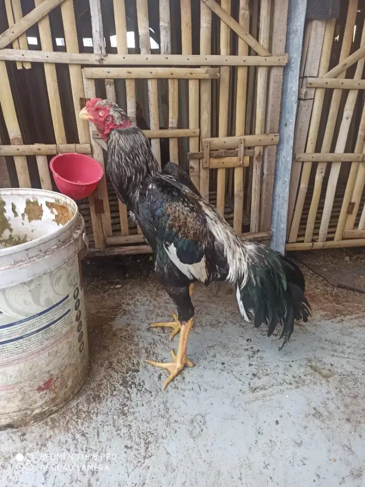 Ayam shamo umur 6,5 bulan