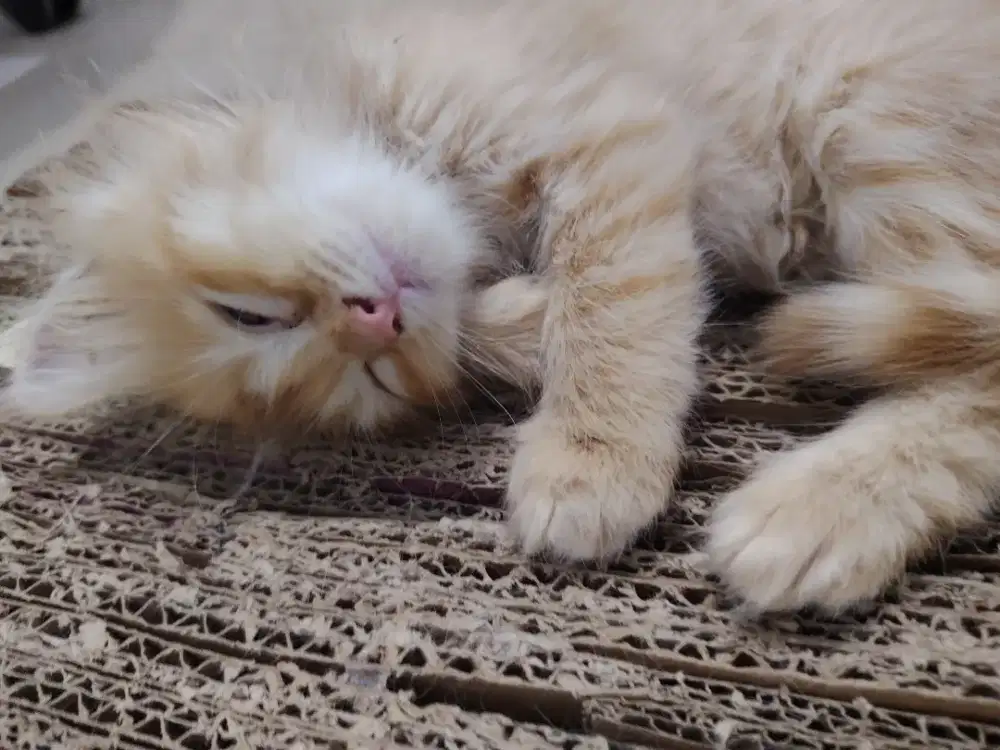 Persia kitten jantan