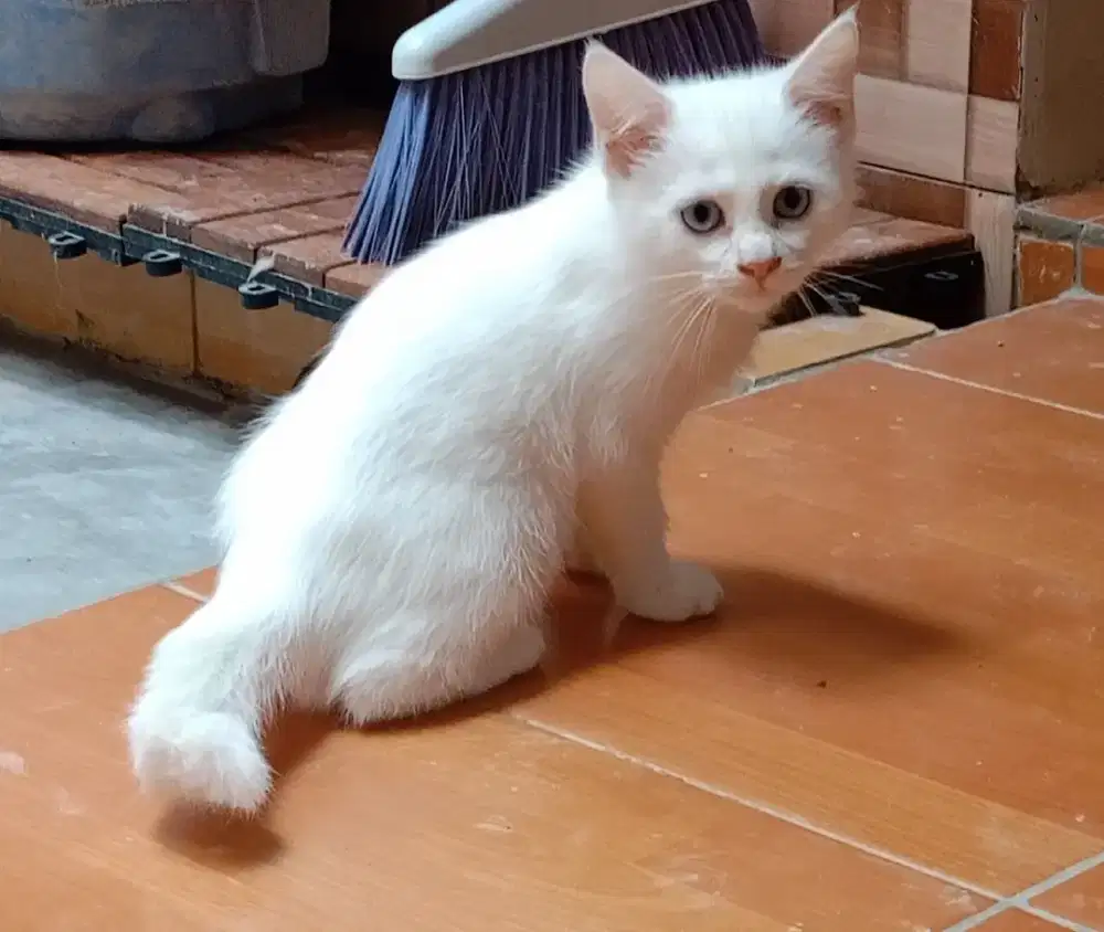 Free Adopt Kitten Mixdom