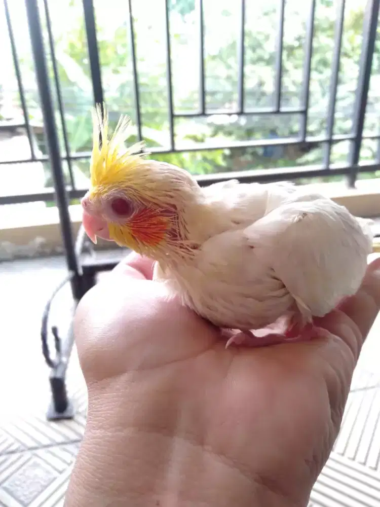 Burung falk Australia