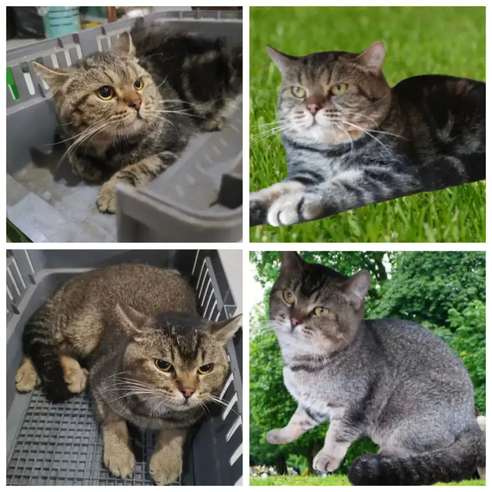 Kucing BSH pure mix Scotish Pure Jantan Lucu