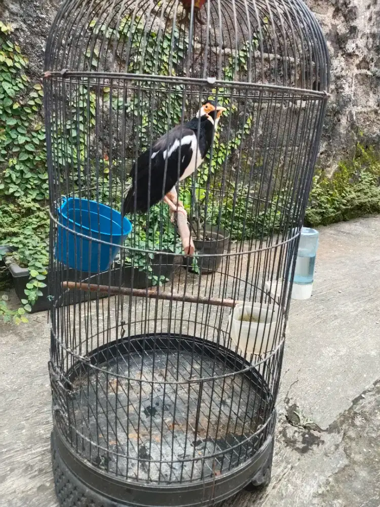 Jalak suren gacor full set