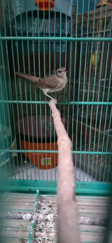 Burung sikLon comon jantan rajin
