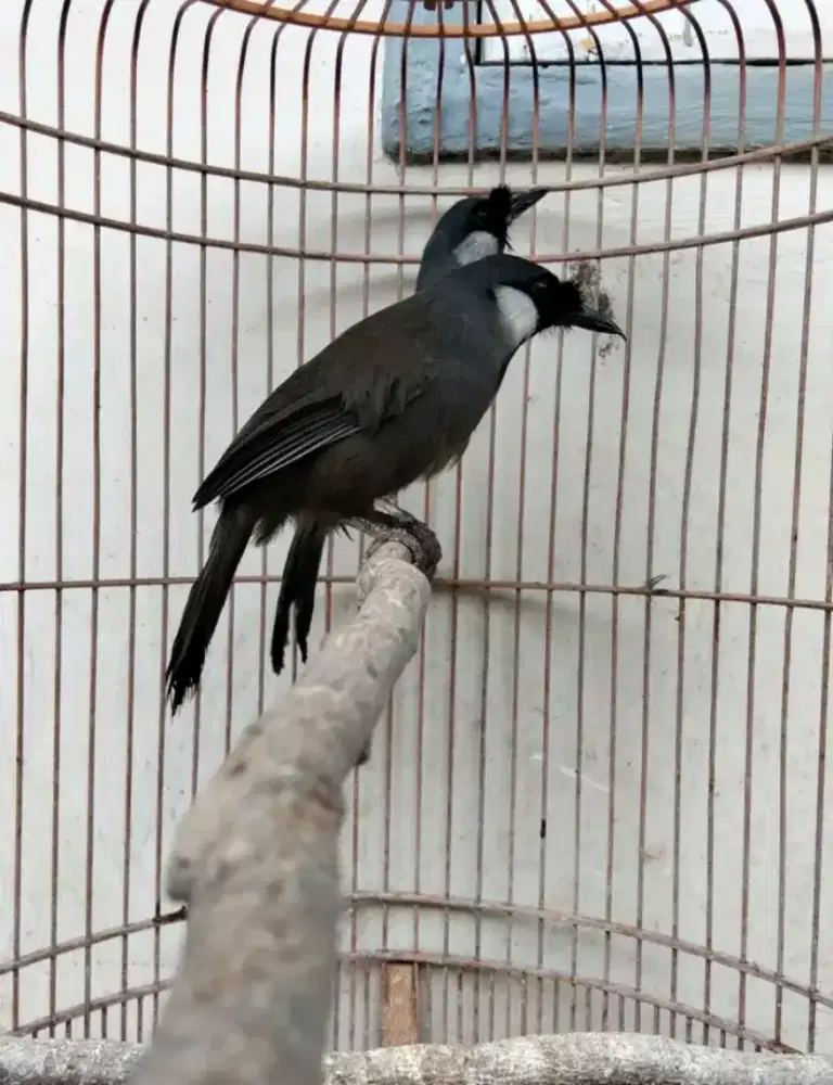 Sepasang poksay hongkong mapan siap produksi