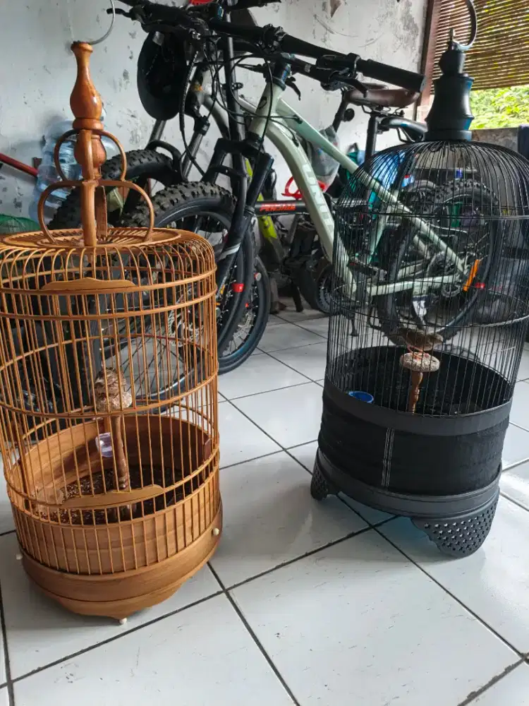 Burung Branjangan Parva