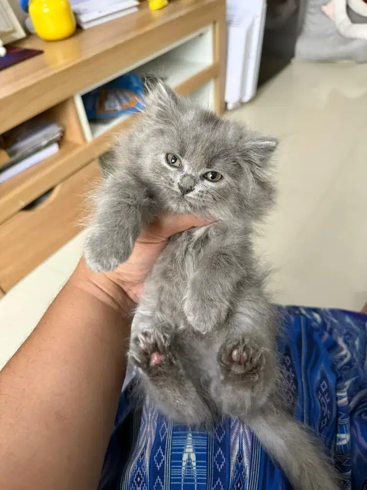 BRITISH LONG HAIR 2,5 bulan jantan