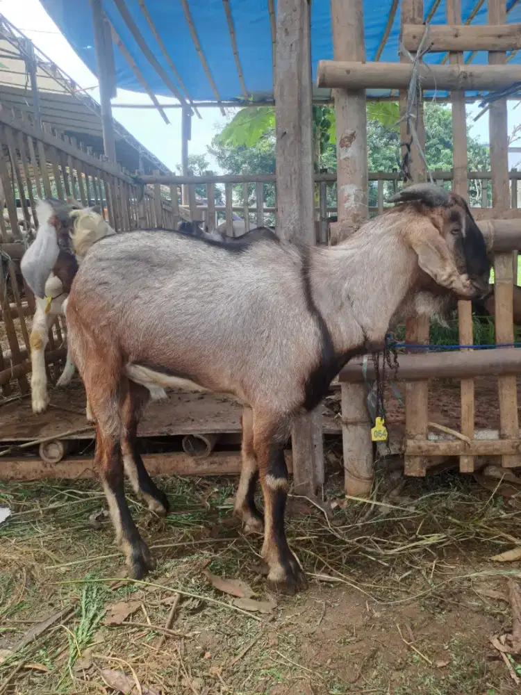 Menjual kambing aqiqah murah