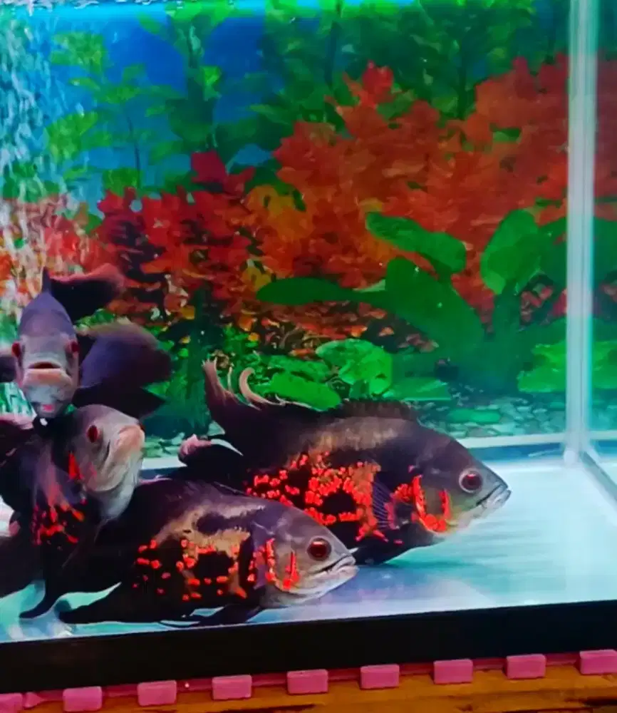 4 ekor Oscar Slayer Red Tiger grade A