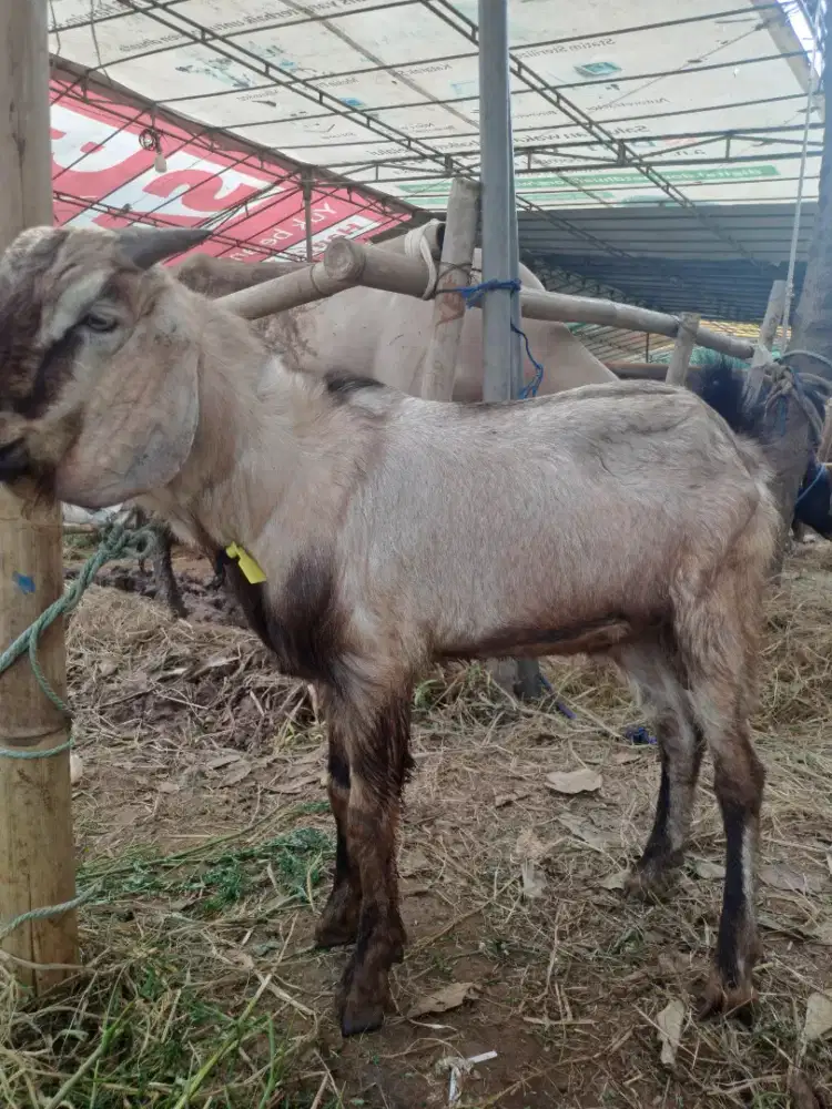 Menjual kambing aqiqah murah