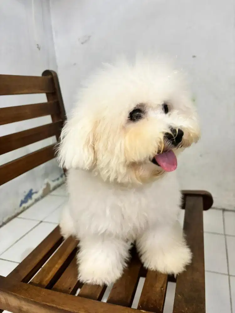 White Bichon Female stambum