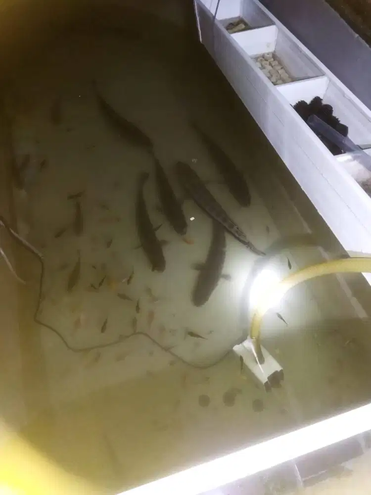 Ikan Channa Atau Gabus Toman