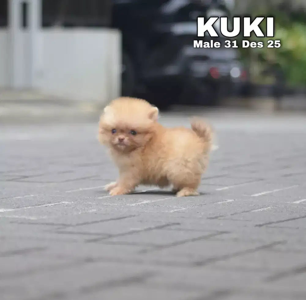 Super Minipom coklat jantan •KUKI•