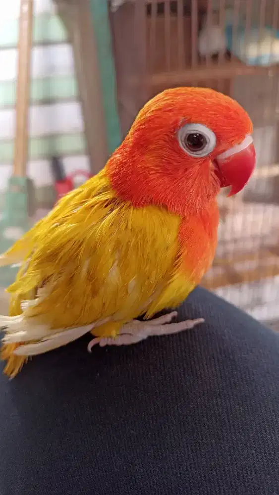 Lb biola lu tino MM jinak