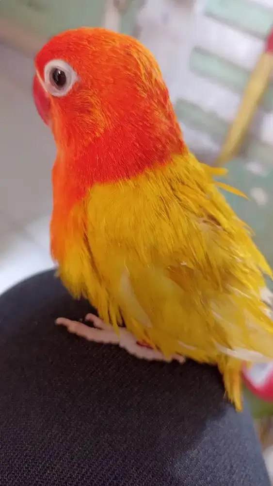 Lb biola lu tino MM jinak