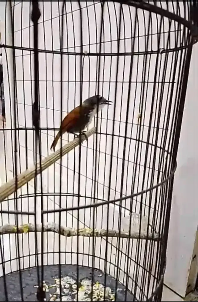 Sniper atau Tepus Dada Putih