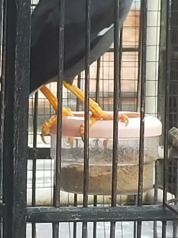 Burung jalak kebo + kandang