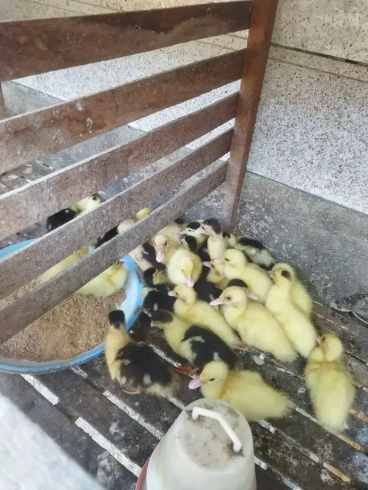 Anak entok anak entok