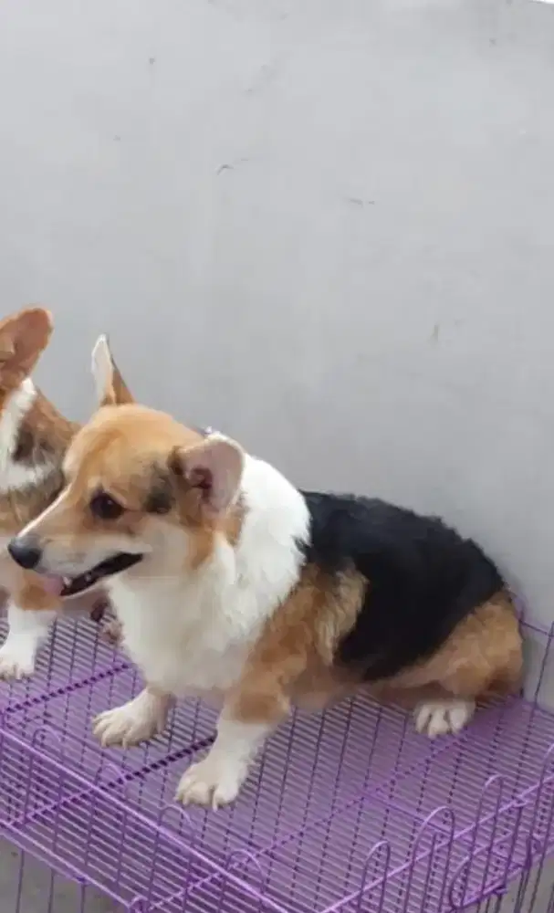 Anjing corgi jantan party clr
