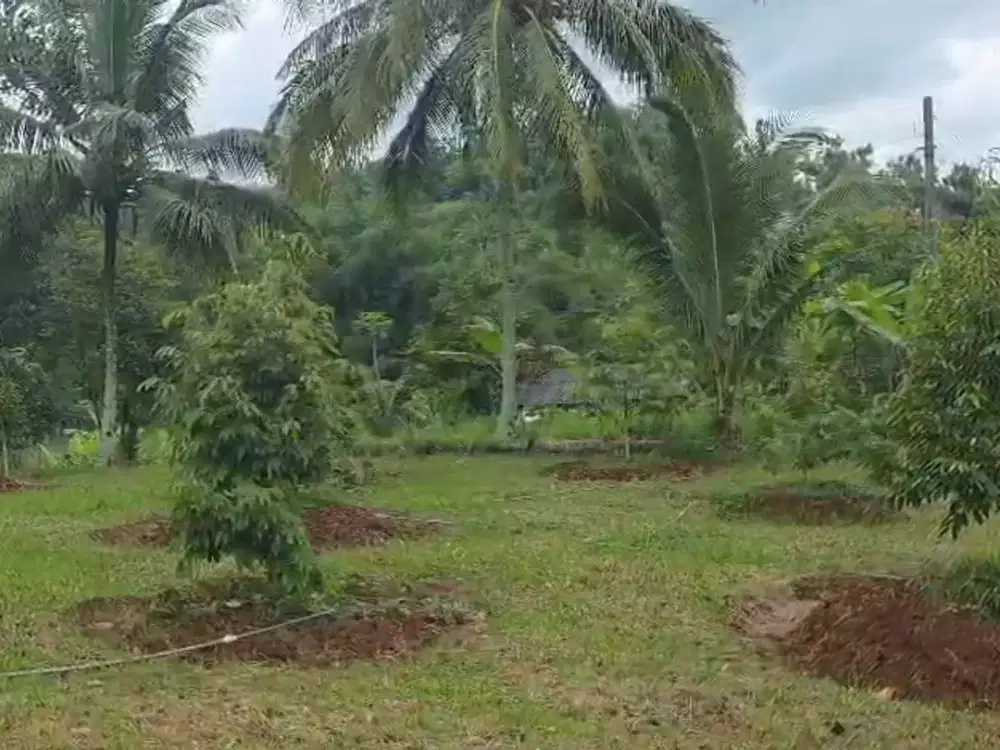 Dijual Kebun Durian Luas 4.100 m2 Cipatat Kabupaten Bandung