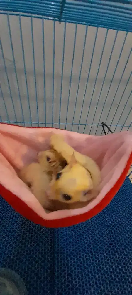 SUGAR GLIDER INDUKAN