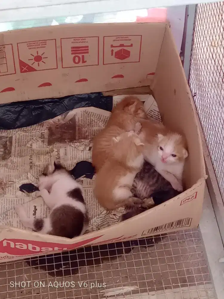 Kucing anakan sehat sehat lucu lucu