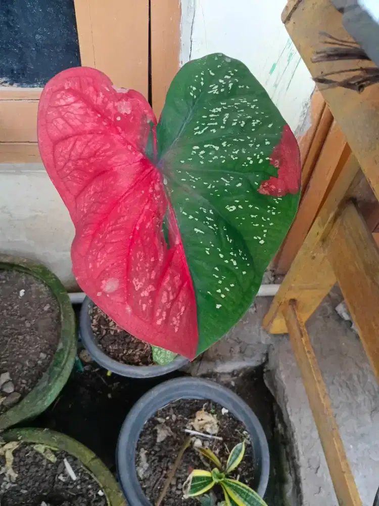 Tanaman hias anglonema bambuair dan keladi putih  untuk di rumah