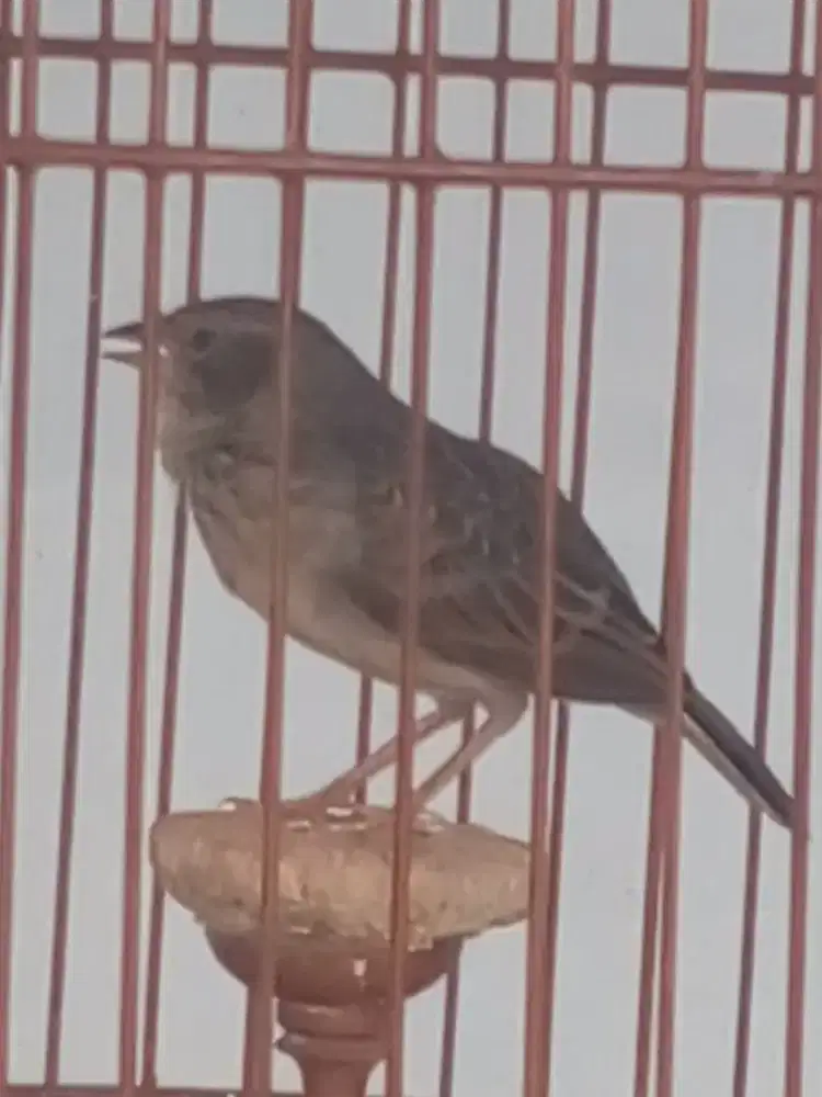 Burung Branjangan gacor