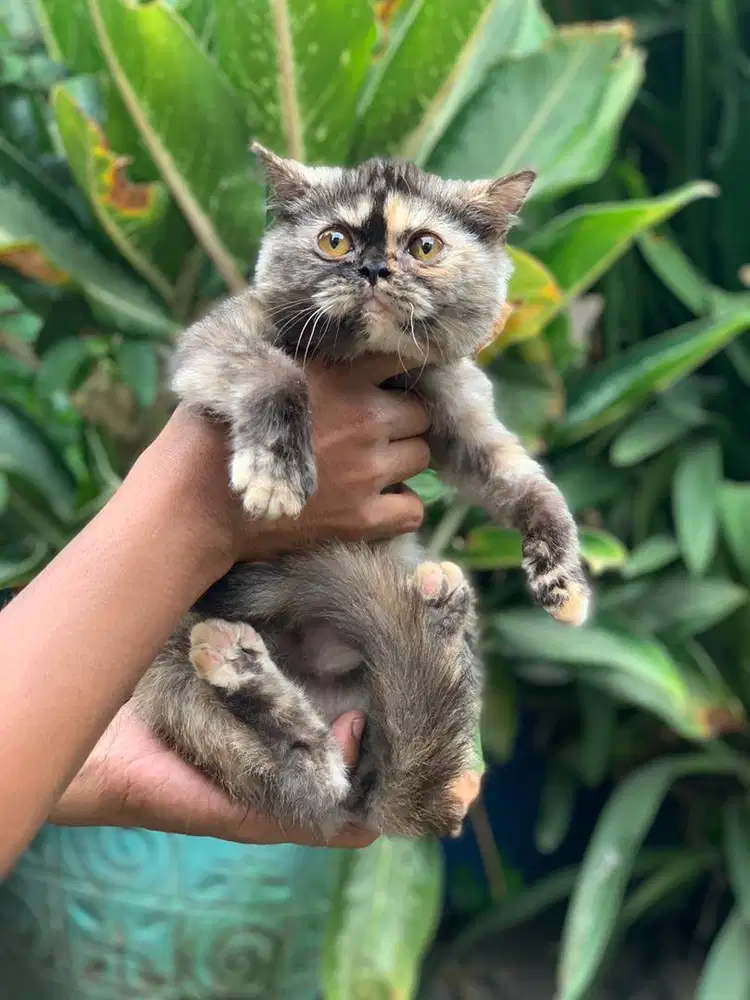 Kitten Kucing BSH British Shorthair
