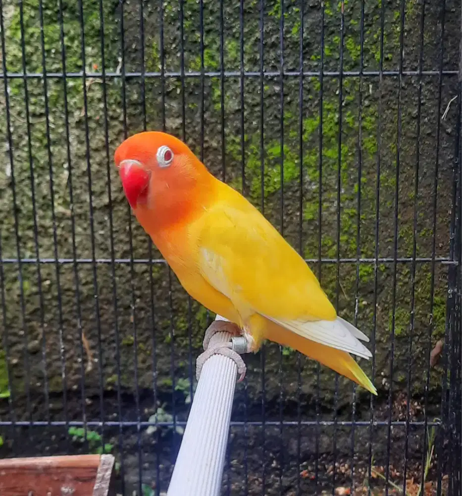Lovebird Lutino Mata Merah Bagus