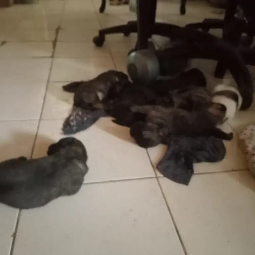 Anak anjing puppy mongrel mix pitbull tekel labrador