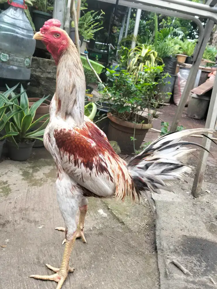 Ayam Bangkok plkr
