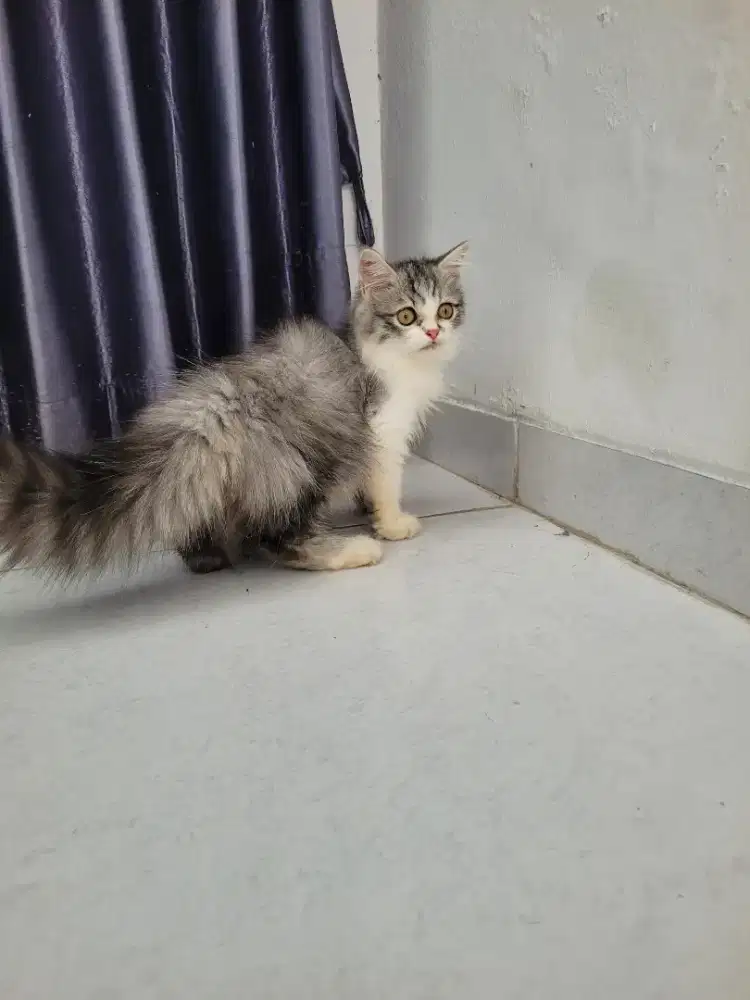 Persia kitten longhair
