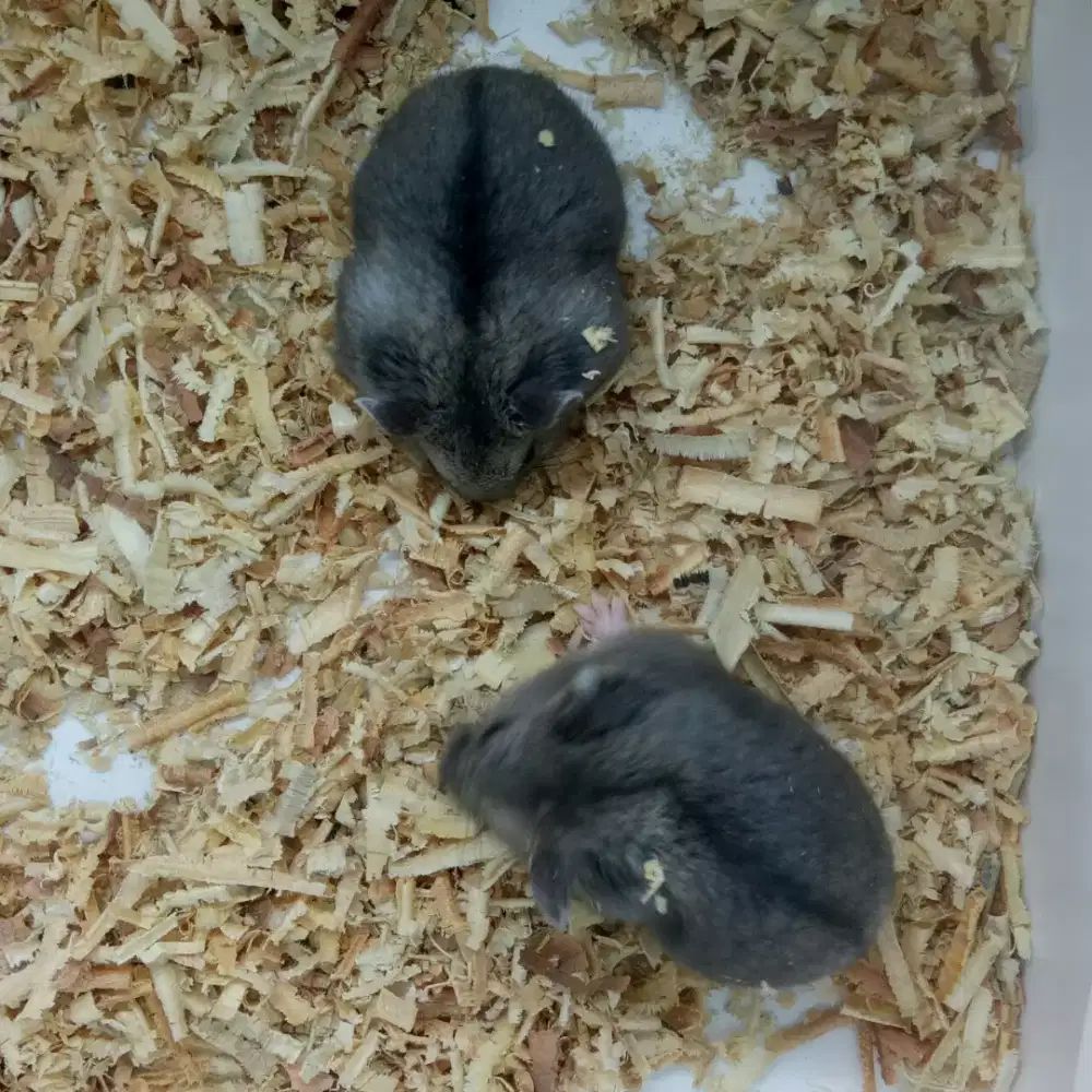 Hamster champbell dwarf Sehat Aktif lincah