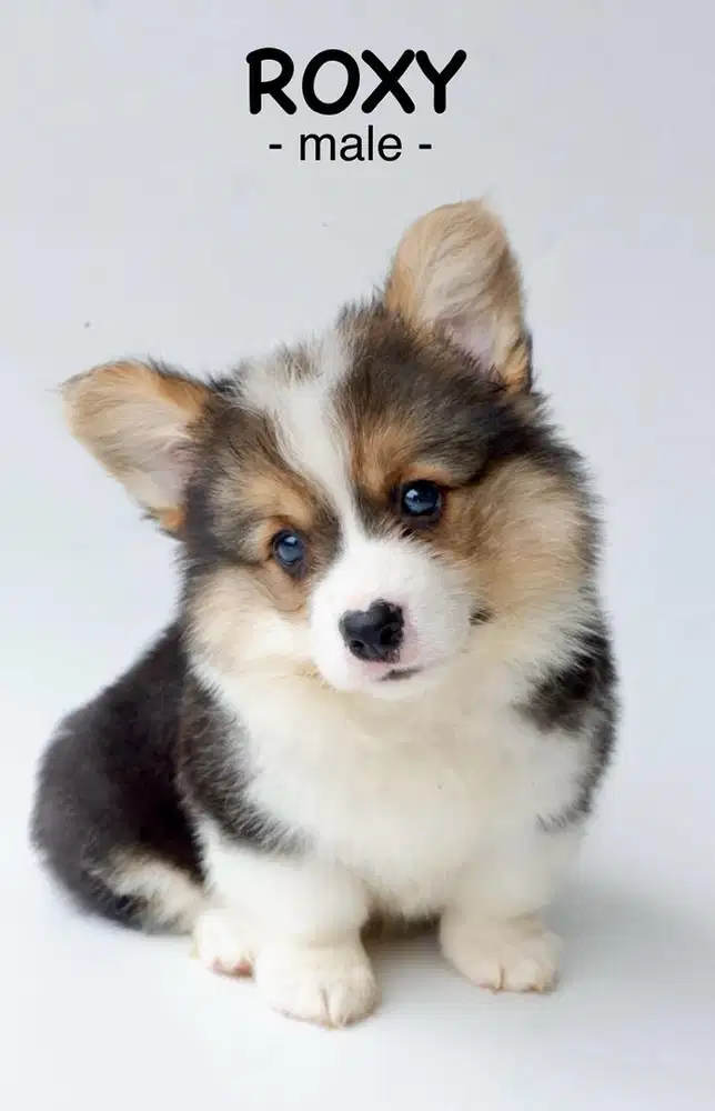 Jual corgi super lucu longhair