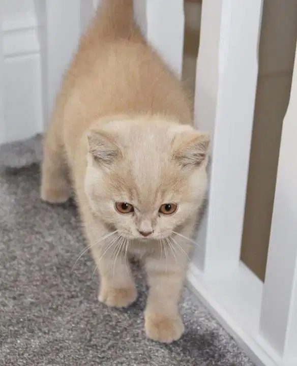 Kucing British Short hair