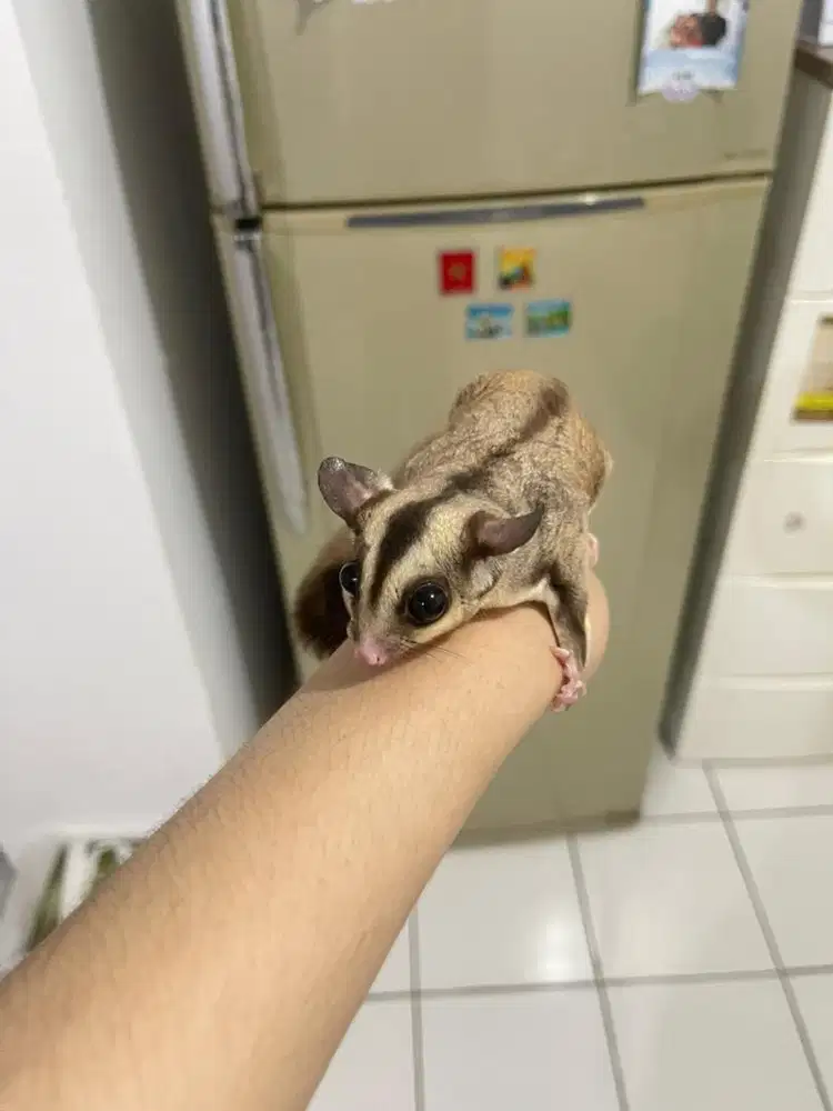 Sugar glider betina dan jantan