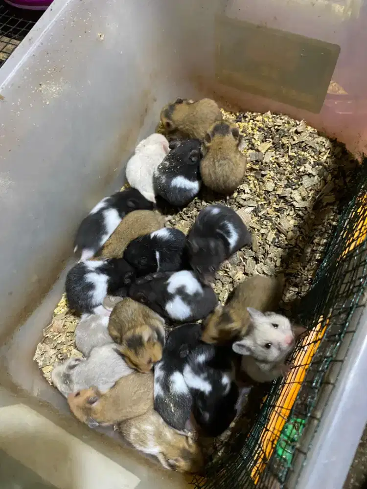 Hamster syrian hambjm25