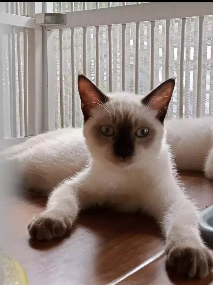 SALE 3KITTEN SIAM 6 BLN