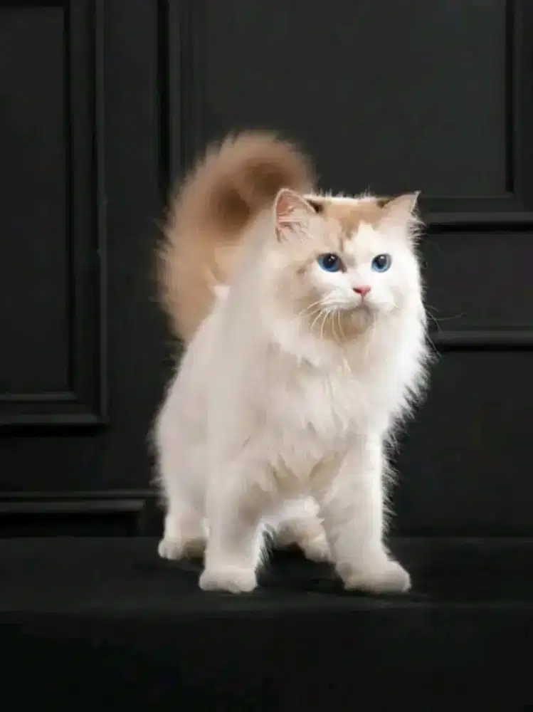Kucing ragdoll pacak mata biru pure