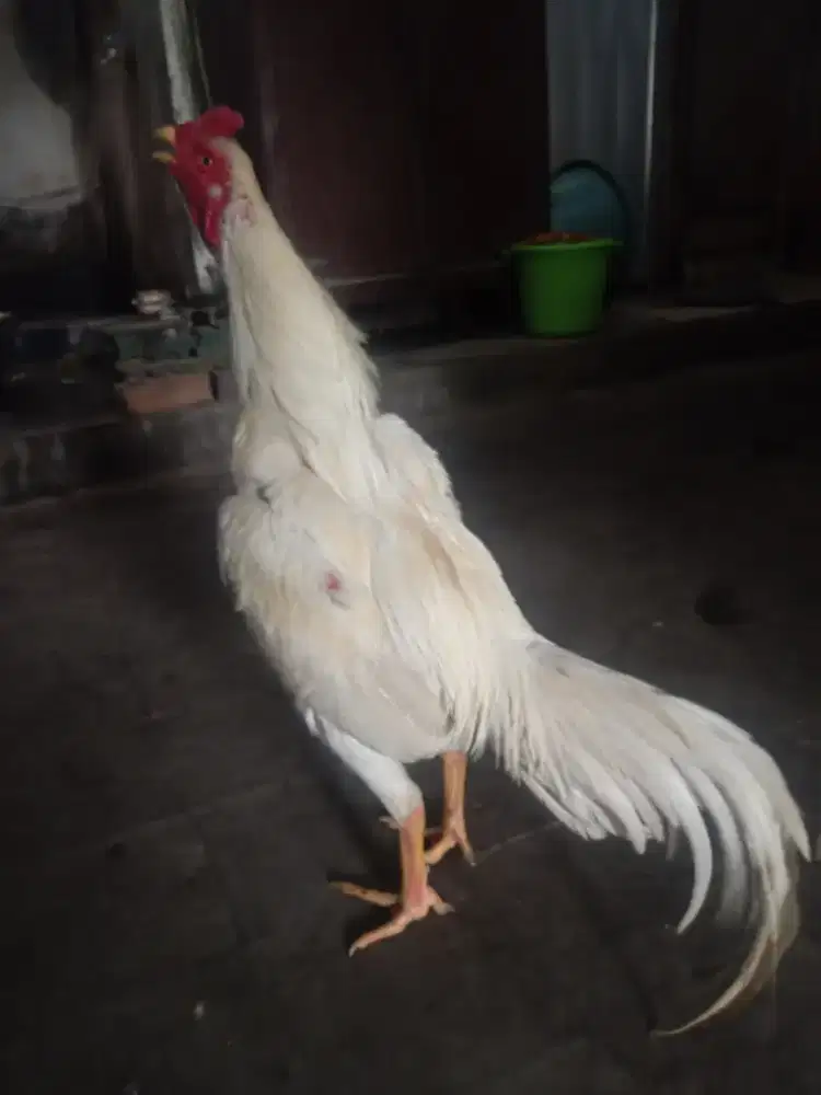 Bangkok jantan putih